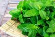 Khasiat Manfaat Daun Mint untuk Kesehatan Meredakan Asam Lambung Hingga Masalah Pernapasan