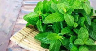Khasiat Manfaat Daun Mint untuk Kesehatan Meredakan Asam Lambung Hingga Masalah Pernapasan